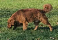 Orange boy, a male Golden Retriever for sale in Gouverneur, NY – 6 of 7