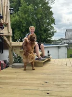 AKC Upcoming Litter, a  Golden Retriever for sale in Gouverneur, NY – Photo 3 of 3