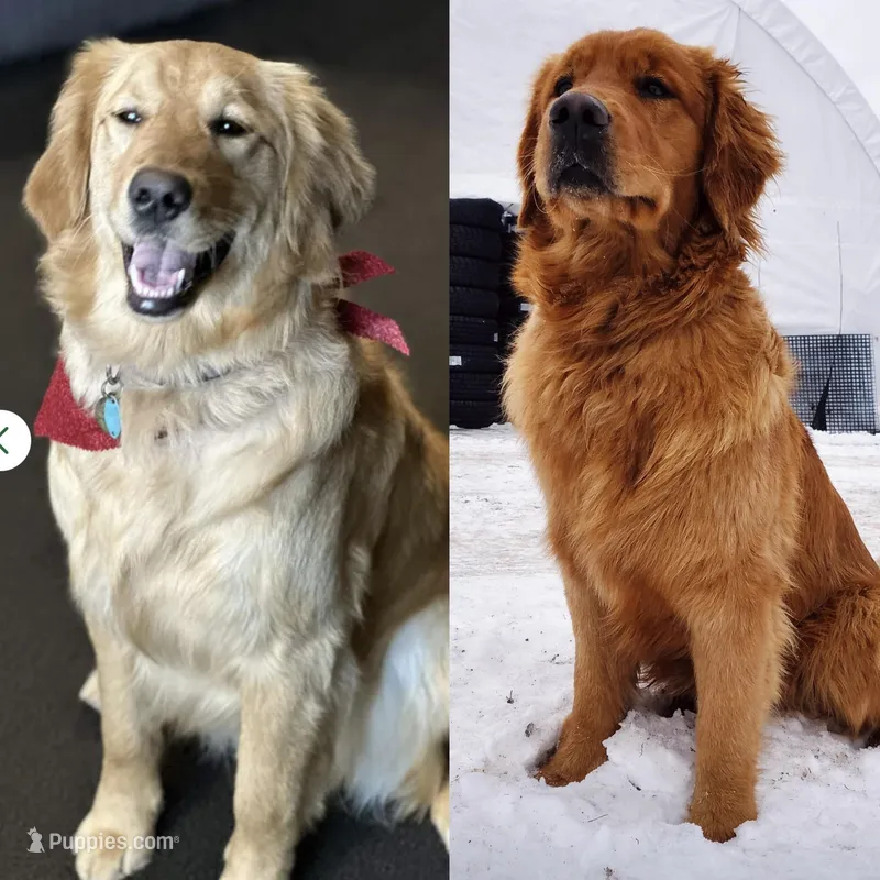 AKC Upcoming Litter – Golden Retriever puppy for sale in Gouverneur, NY