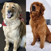 AKC Upcoming Litter, a  Golden Retriever for sale in Gouverneur, NY – Photo 1 of 3