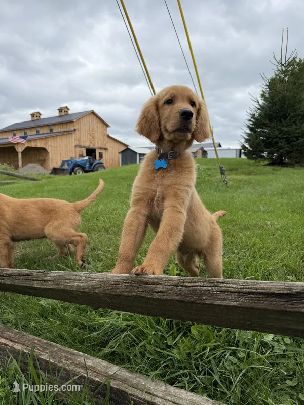 Gray boy – Golden Retriever puppy for sale in Gouverneur, NY