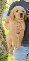 Green boy, a male Golden Retriever for sale in Gouverneur, NY – 2 of 9