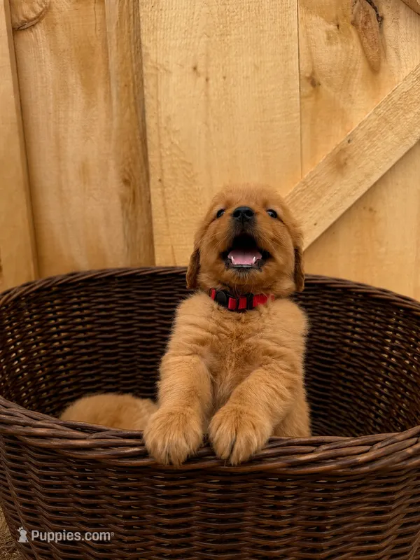 Red girl  – Golden Retriever puppy for sale in Gouverneur, NY