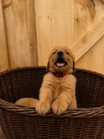 Red girl , a female Golden Retriever for sale in Gouverneur, NY – 2 of 10