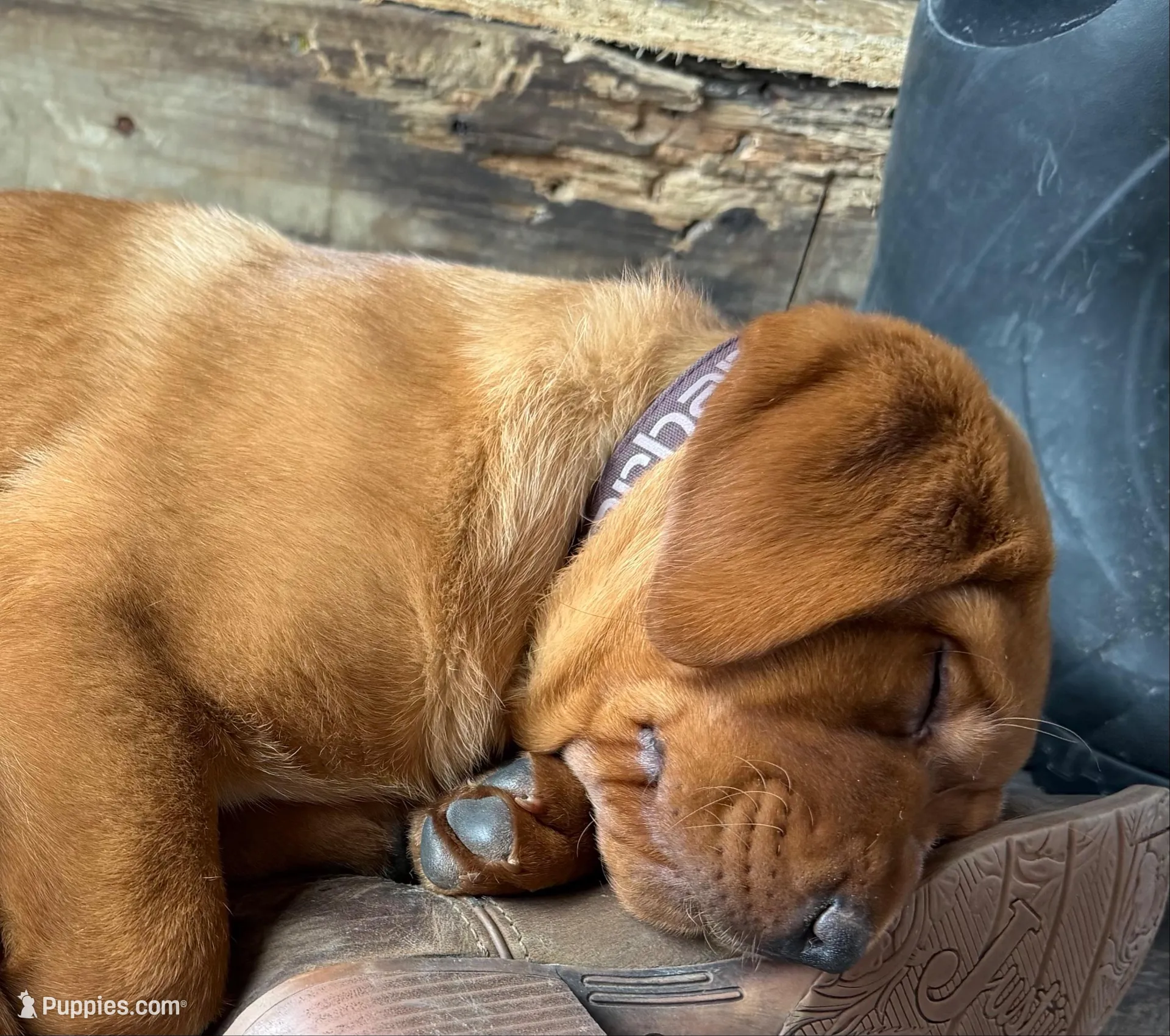Merica , a female Labrador Retriever for sale in Gouverneur, NY – 2 of 3