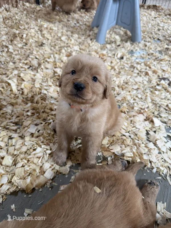 Orange boy – Golden Retriever puppy for sale in Gouverneur, NY