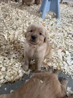 Orange boy, a male Golden Retriever for sale in Gouverneur, NY – 1 of 7