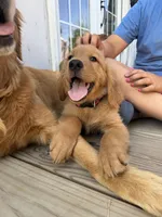 Gray boy, a male Golden Retriever for sale in Gouverneur, NY – 2 of 9