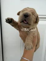 White girl, a female Golden Retriever for sale in Gouverneur, NY – 2 of 4