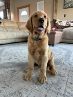 Orange boy, a male Golden Retriever for sale in Gouverneur, NY – 2 of 2