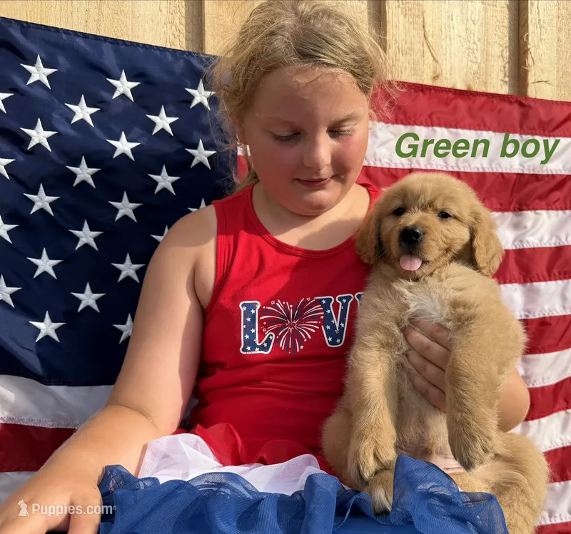 Green boy – Golden Retriever puppy for sale in Gouverneur, NY
