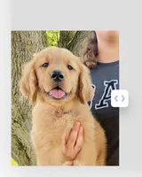 Orange boy, a male Golden Retriever for sale in Gouverneur, NY – 1 of 10