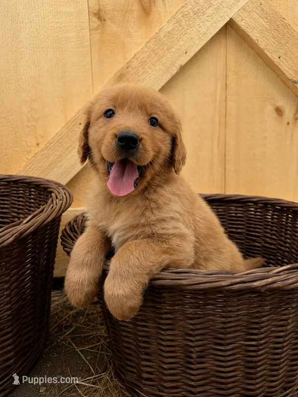 Gray boy – Golden Retriever puppy for sale in Gouverneur, NY