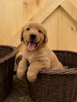 Gray boy, a male Golden Retriever for sale in Gouverneur, NY – 4 of 9