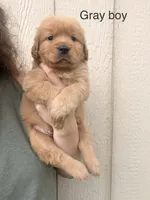 Gray boy, a male Golden Retriever for sale in Gouverneur, NY – 1 of 6