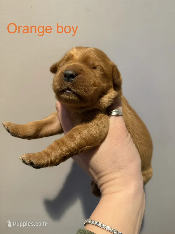 Orange boy