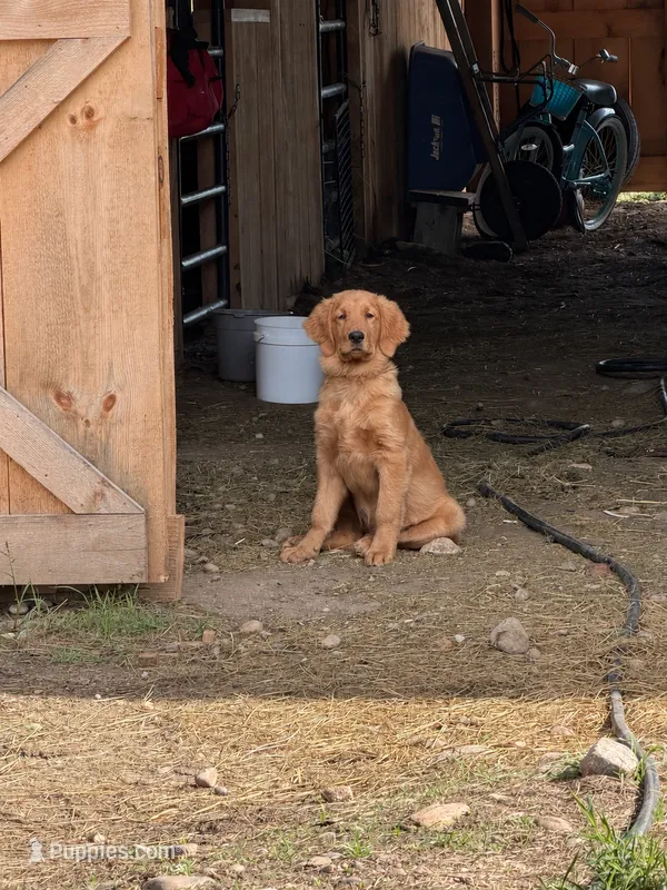 Ryder – Golden Retriever puppy for sale in Gouverneur, NY