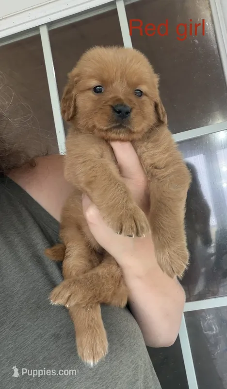 Red girl  – Golden Retriever puppy for sale in Gouverneur, NY