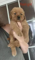 Red girl , a female Golden Retriever for sale in Gouverneur, NY – 1 of 7