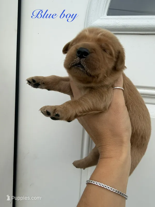  Blue (milk mustache) – Golden Retriever puppy for sale in Gouverneur, NY