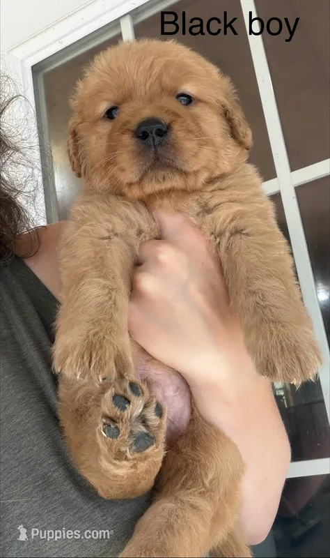 Black collar boy – Golden Retriever puppy for sale in Gouverneur, NY