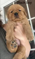 Black collar boy, a male Golden Retriever for sale in Gouverneur, NY – 1 of 8