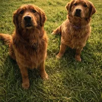 Sawyer, a male Golden Retriever for sale in Gouverneur, NY – Photo 5 of 9