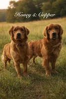 Tiny Guy, a male Golden Retriever for sale in Gouverneur, NY – Photo 1 of 3