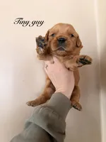 Tiny Guy, a male Golden Retriever for sale in Gouverneur, NY – Photo 2 of 3