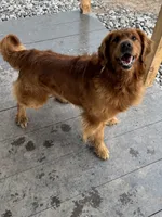 Black Boy, a male Golden Retriever for sale in Gouverneur, NY – Photo 5 of 8