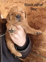 Black Boy, a male Golden Retriever for sale in Gouverneur, NY – Photo 2 of 8