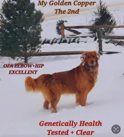 Black collar boy, a male Golden Retriever for sale in Gouverneur, NY – 7 of 8