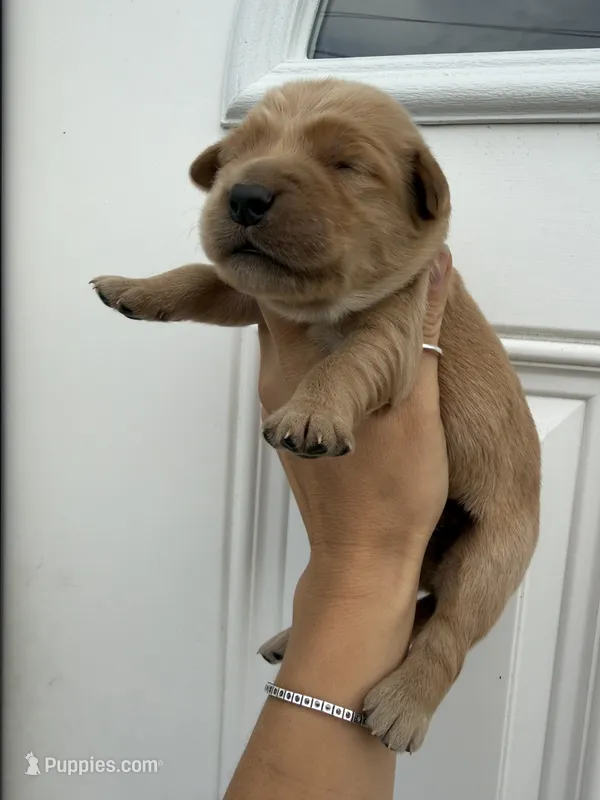 Navy Blue boy – Golden Retriever puppy for sale in Gouverneur, NY