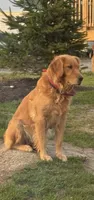 Hazel, a female Golden Retriever for sale in Gouverneur, NY – 3 of 3
