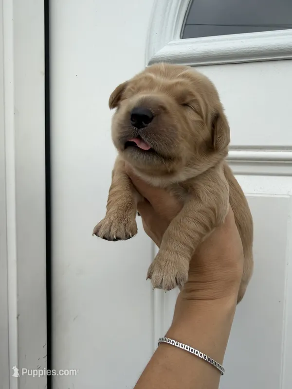 White girl – Golden Retriever puppy for sale in Gouverneur, NY