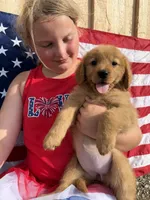 Red girl , a female Golden Retriever for sale in Gouverneur, NY – 1 of 10