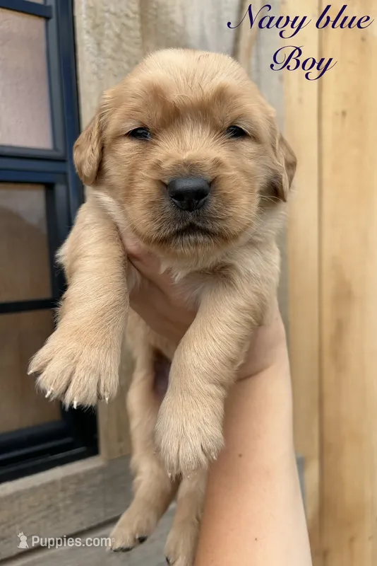 Navy Blue boy – Golden Retriever puppy for sale in Gouverneur, NY