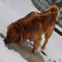 Pink girl, a female Golden Retriever for sale in Gouverneur, NY – Photo 9 of 10