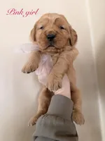 Pink girl, a female Golden Retriever for sale in Gouverneur, NY – Photo 1 of 10