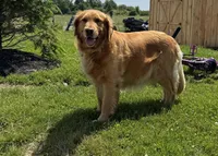 Pink girl, a female Golden Retriever for sale in Gouverneur, NY – Photo 5 of 10