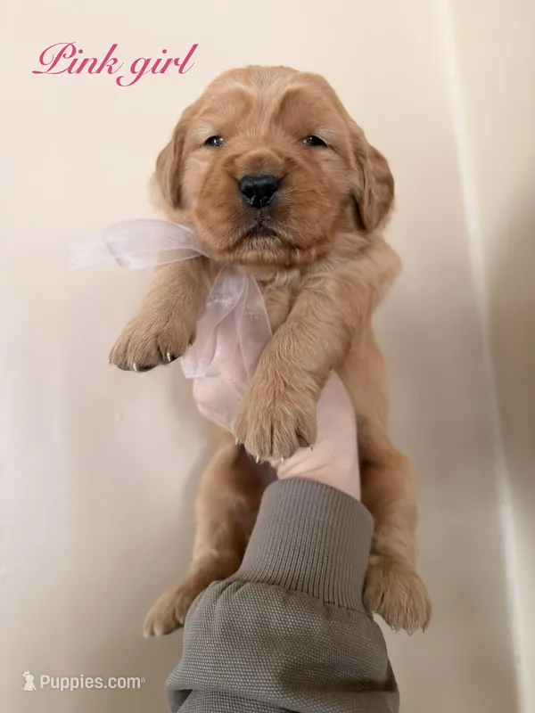 Pink girl – Golden Retriever puppy for sale in Gouverneur, NY