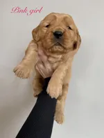 Pink girl, a female Golden Retriever for sale in Gouverneur, NY – Photo 3 of 10