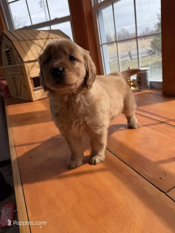 Pink girl – Golden Retriever puppy for sale in Gouverneur, NY