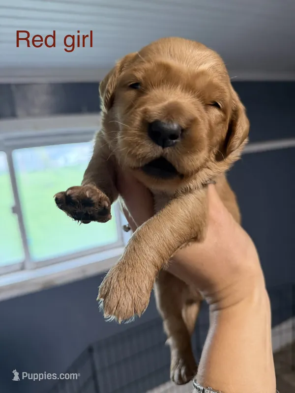 Red girl  – Golden Retriever puppy for sale in Gouverneur, NY