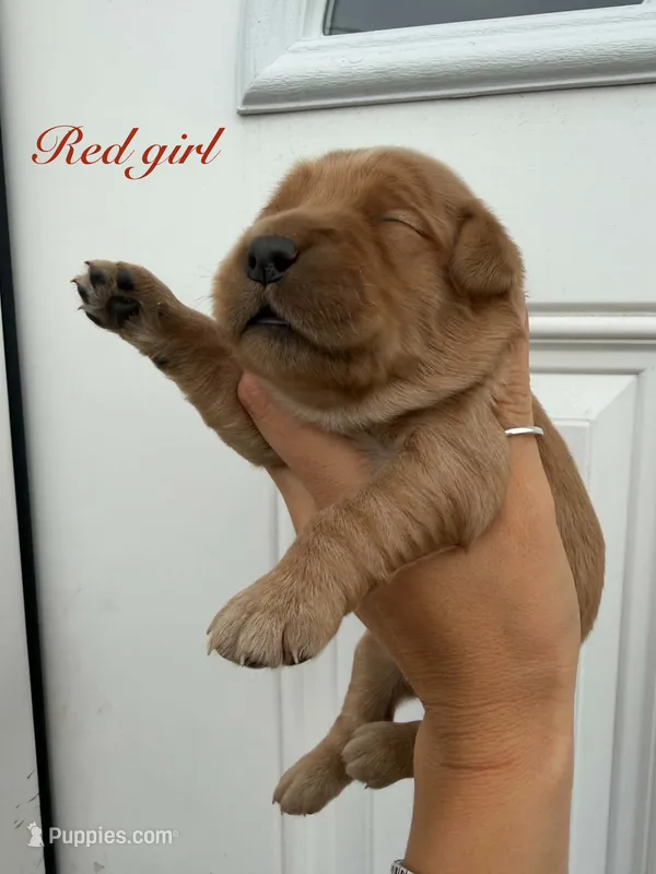Red girl  – Golden Retriever puppy for sale in Gouverneur, NY