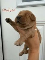 Red girl , a female Golden Retriever for sale in Gouverneur, NY – 1 of 2