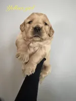 Yellow Girl, a female Golden Retriever for sale in Gouverneur, NY – Photo 1 of 10