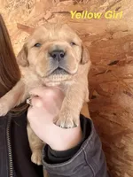 Yellow Girl, a female Golden Retriever for sale in Gouverneur, NY – Photo 3 of 10