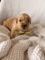 Yellow Girl, a female Golden Retriever for sale in Gouverneur, NY – Photo 2 of 10