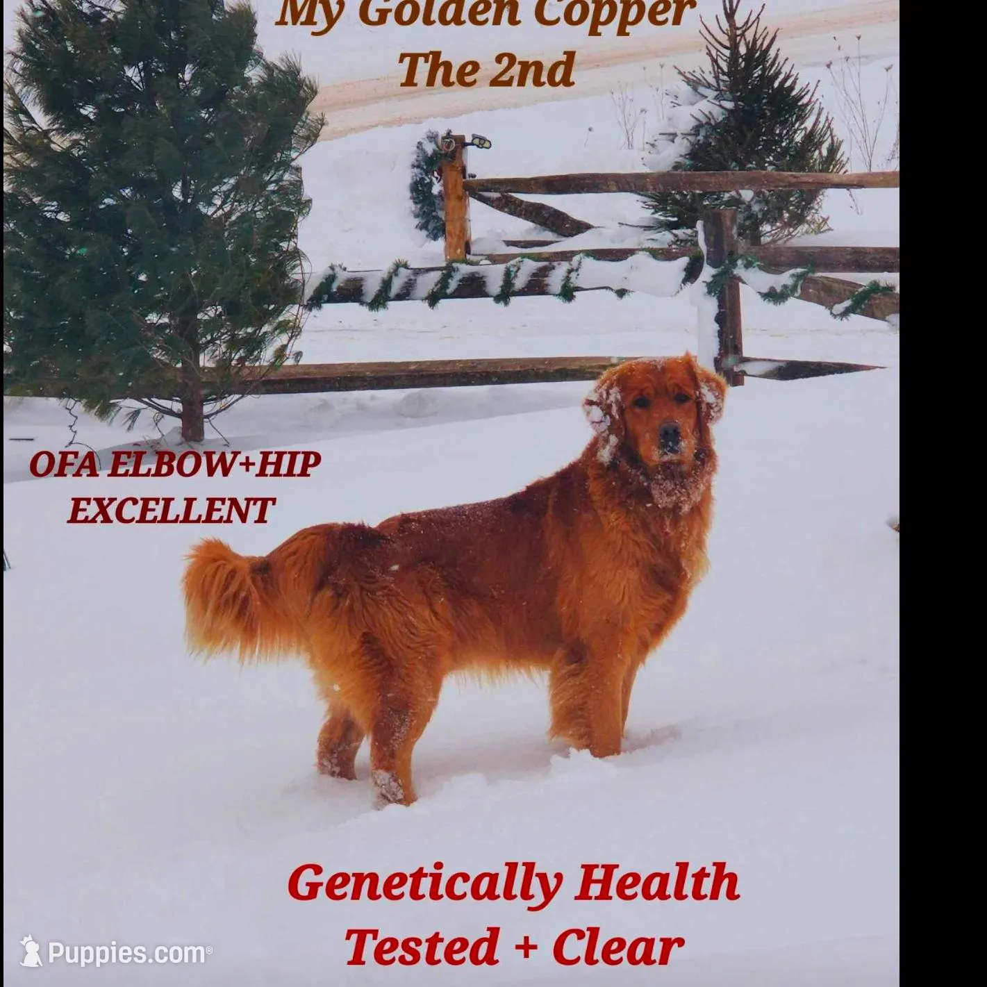 Gray boy, a male Golden Retriever for sale in Gouverneur, NY – Photo 7 of 7